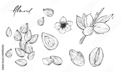 Set of almond nut elements, hand drawn vector illustration