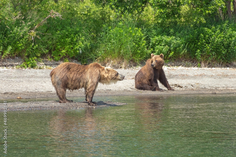 Resting wild bears on the shore of Kurile Lake in Kamchatka, Russia Resting wild bears on the shore of Kurile Lake in Kamchatka, Russia