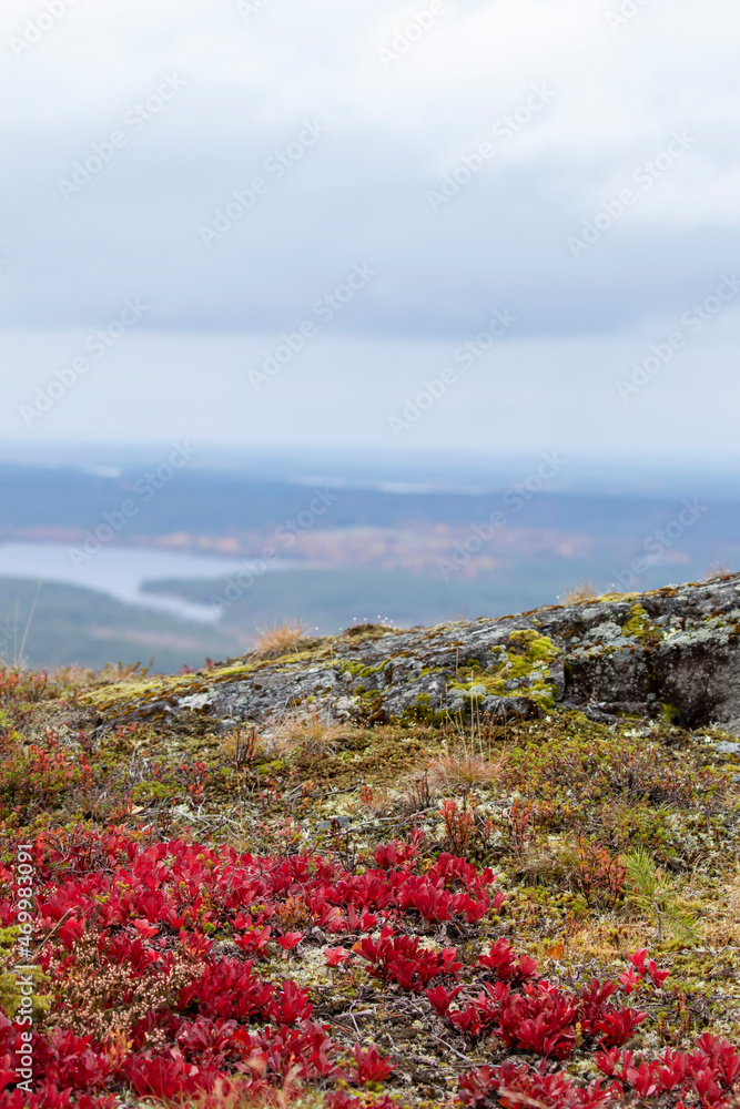 Colorful autumnal view with bright red leaves of Alpine Bearberry (Arctous alpina, Arctostaphylos alpina) on the front from the top of Iivaara hill during autumn foliage near Kuusamo, Northern Finland