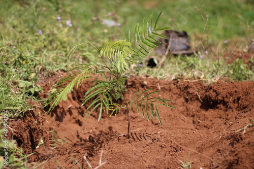 Young tree planted