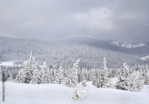 Winter landscape of mountains in snow in fir forest and glade © Anastasiia Malinich