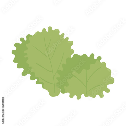 lettuce leaves fresh