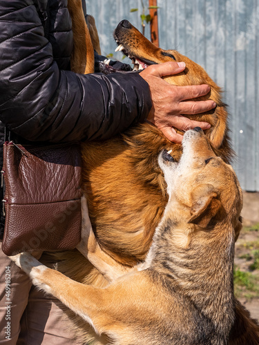 The dogs meet their mistress, who has returned home. Dogs hug a woman, showing their joy
