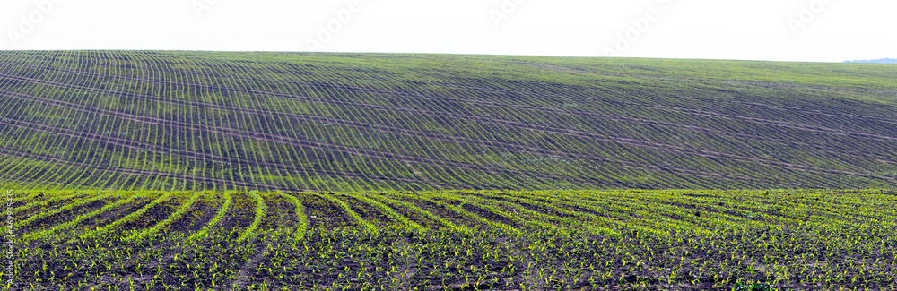 Spring field with rows of corn, corn shoots in the field