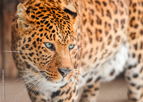 Portrait of a leopard with blue eyes