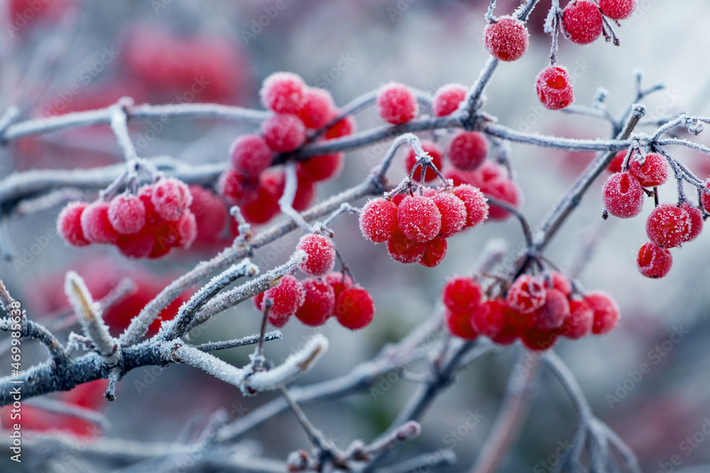 Viburnum bush with frost-covered red berries and branches Viburnum bush with frost-covered red berries and branches