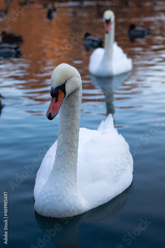 A white swan swims in the lake