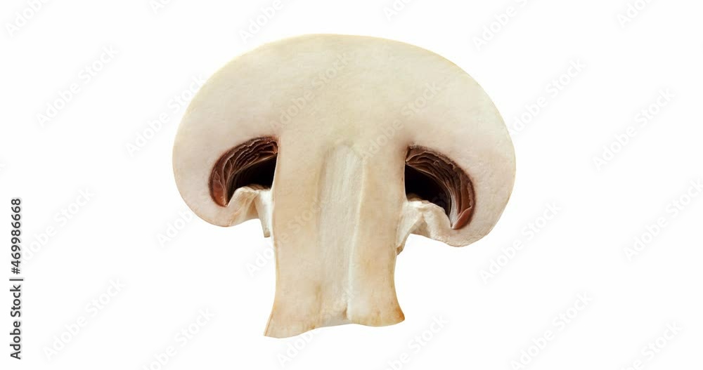 Champignon mushroom cut one rotating on white background, top view. Champignon mushroom cut one rotating on white background, top view.