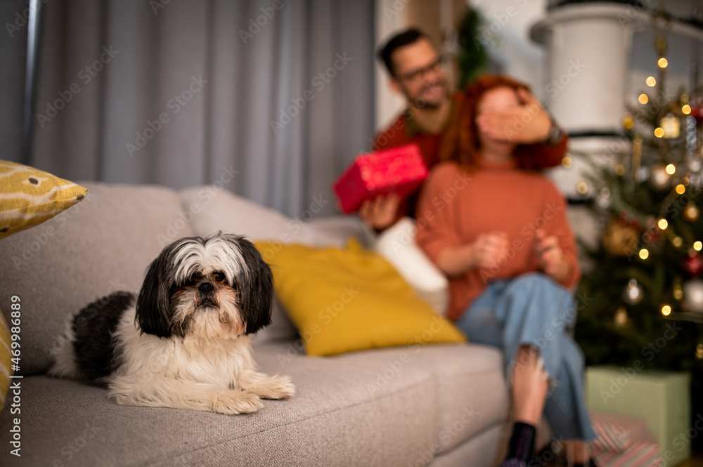 Young couple in love sitting on a sofa next to a Christmas tree. The guy gives the woman a gift for the new year Young couple in love sitting on a sofa next to a Christmas tree. The guy gives the woman a gift for the new year