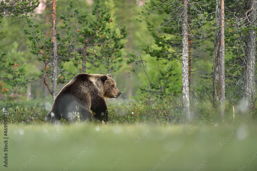 Big male brown bear on a forest background Big male brown bear on a forest background