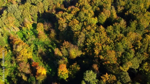 Autumn forest seen from above during a beautiful fall day with mulitple colors of leaves on the trees photo