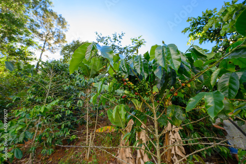 Coffee tree growing on hill in huge plantation