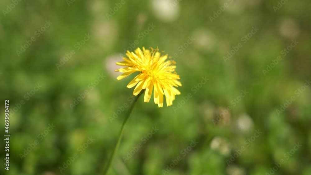 Lonely yellow flower on a background of grass on a sunny summer day
Lonely yellow flower on a background of grass on a sunny summer day