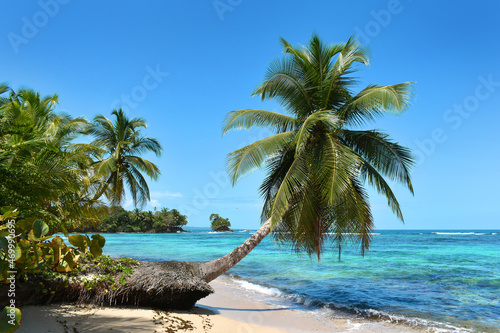Fototapeta Naklejka Na Ścianę i Meble -  Wild tropical beach with coconut trees and other vegetation, white sand beach, Caribbean Sea, Panama