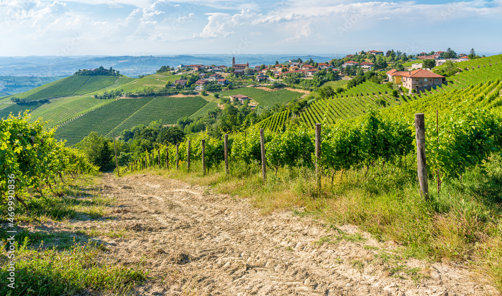 Beautiful hills and vineyards surrounding Treiso, in the Langhe region. Cuneo, Piedmont, Italy.