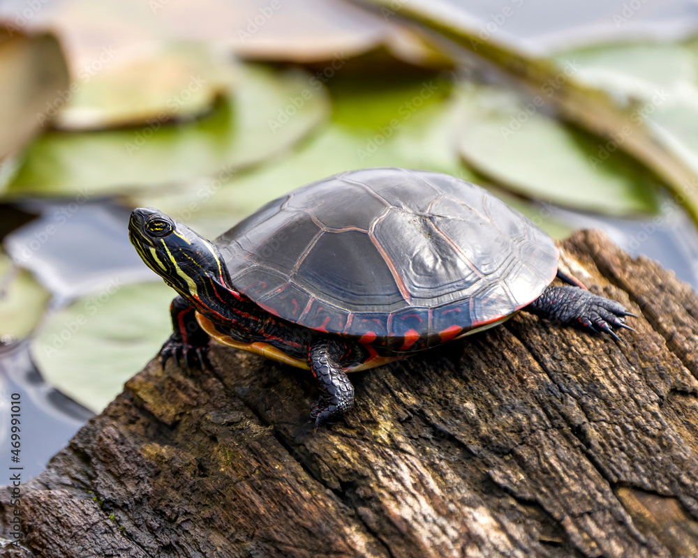 Obraz premium Turtle Stock Photo and Image. Painted Turtle standing on a log in a pond with water lily pads background in its environment and habitat surrounding.