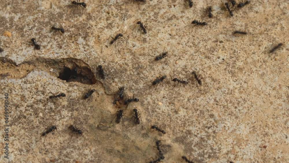 Swarm black ants walking on the concrete floor. The ants walk around looking food for to bring back to storage in the nest. Swarm black ants walking on the concrete floor. The ants walk around looking food for to bring back to storage in the nest.