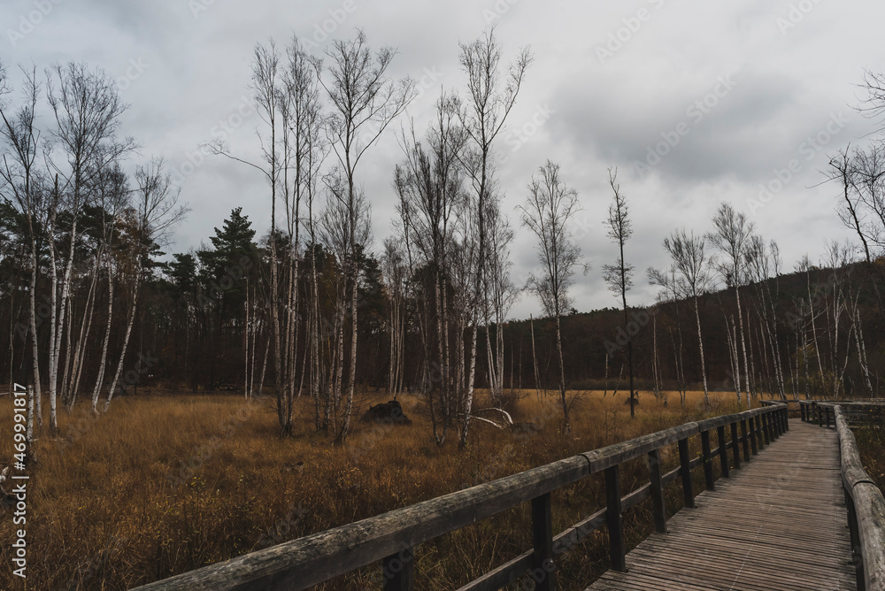 Birch trees in late autumn with a cloudy sky, a group of birch trees in late autumn, a cloudy sky