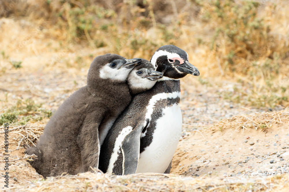 Obraz premium Magellanic Penguins Parent and two chicks bonding, at PuntaTombo Reserve, Argentina. One of the largest Penguin Colony in the world, Patagonia