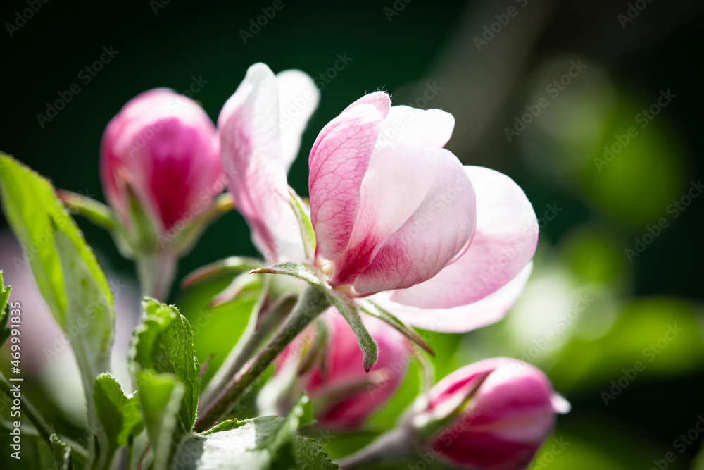 Fototapeta premium Nature. Blooming apple tree branch. Bright colorful spring flowers. Garden at sunset. Trees in flowers. Spring background