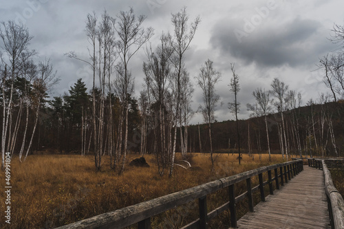 Birch trees in late autumn with a cloudy sky  a group of birch trees in late autumn  a cloudy sky