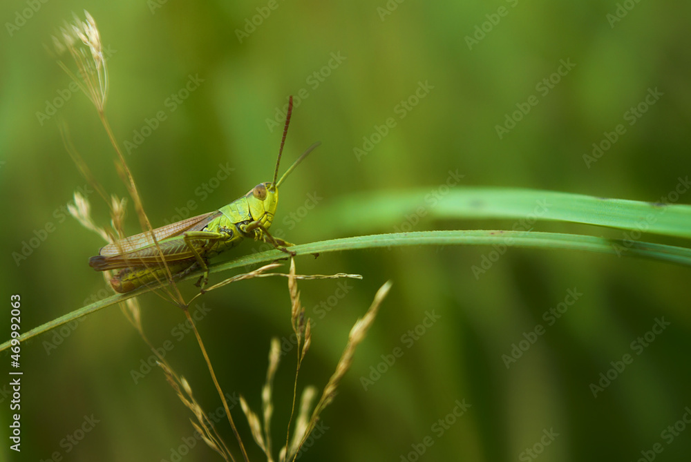 grasshopper on the grass grasshopper on the grass