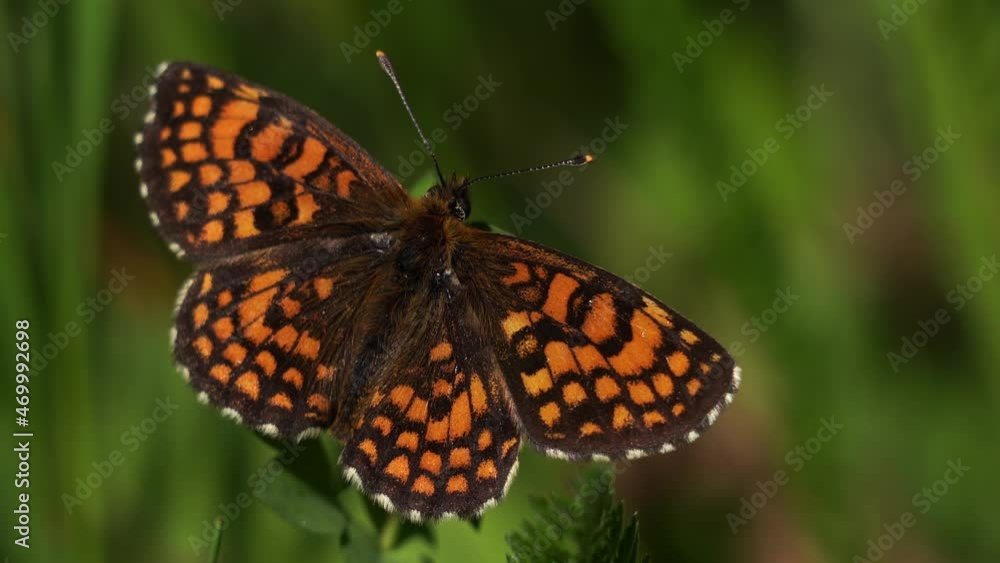 Fritillary Fritillary