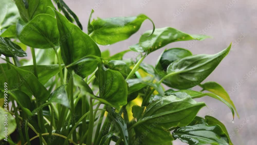 The rainwater was pouring down on the ornamental plants when it rained. The rainwater was pouring down on the ornamental plants when it rained.