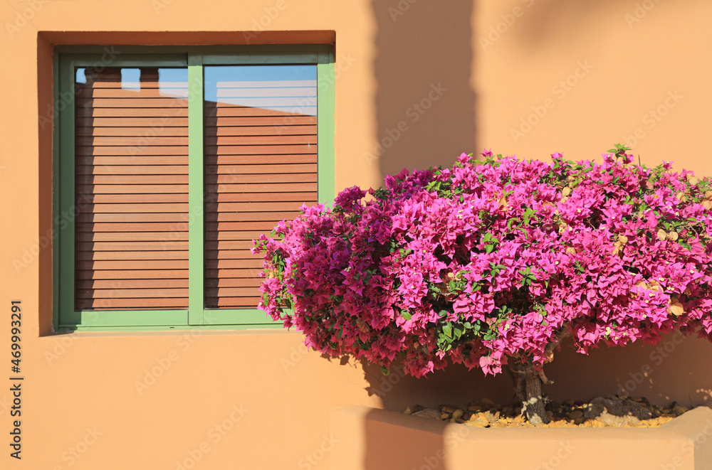 ventana de casa con buganvilla en maceta 4M0A4103-as21
