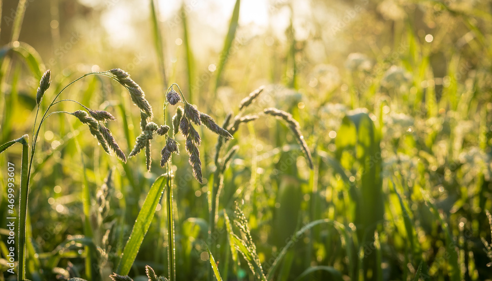 Fototapeta premium Łąka w porannym świetle