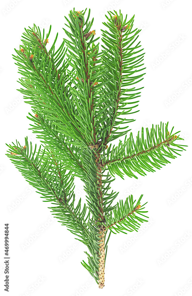 Green pine branch for Christmas isolated on a white background, top view. Green pine branch for Christmas isolated on a white background, top view.