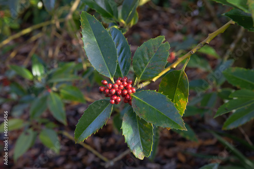 Berries and leaves of the ilex x koehneana, the chestnut leave holly isolated against the background
