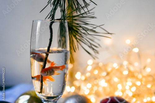 glass of water with gold fish