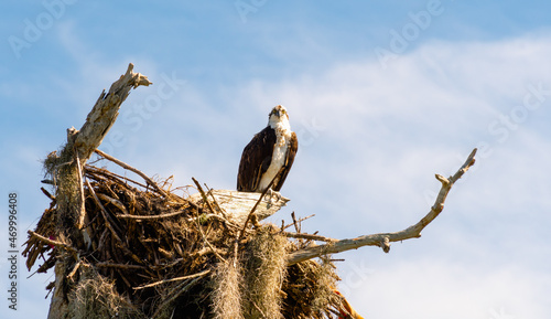 Closeup Of A Hawk