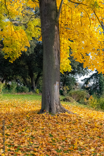 Yellow leaves on the ground, beautiful tree in a park in autumn 