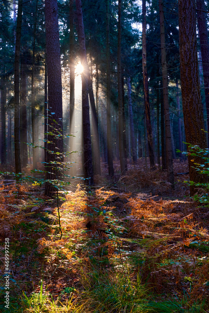 Obraz premium the first sun beam