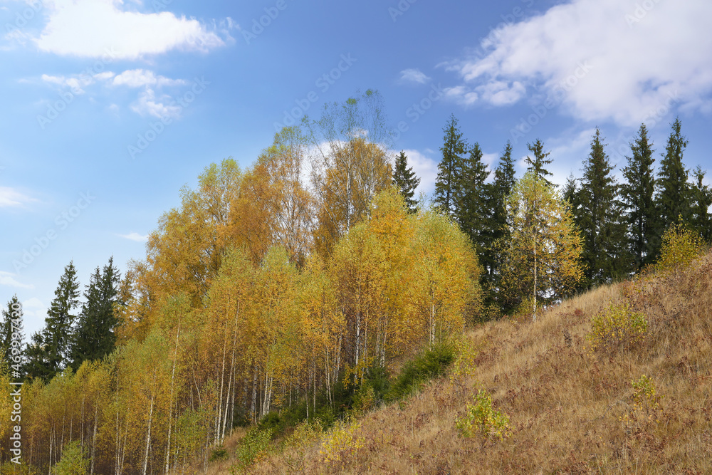 Beautiful view of birch grove on hill. Autumn season Beautiful view of birch grove on hill. Autumn season