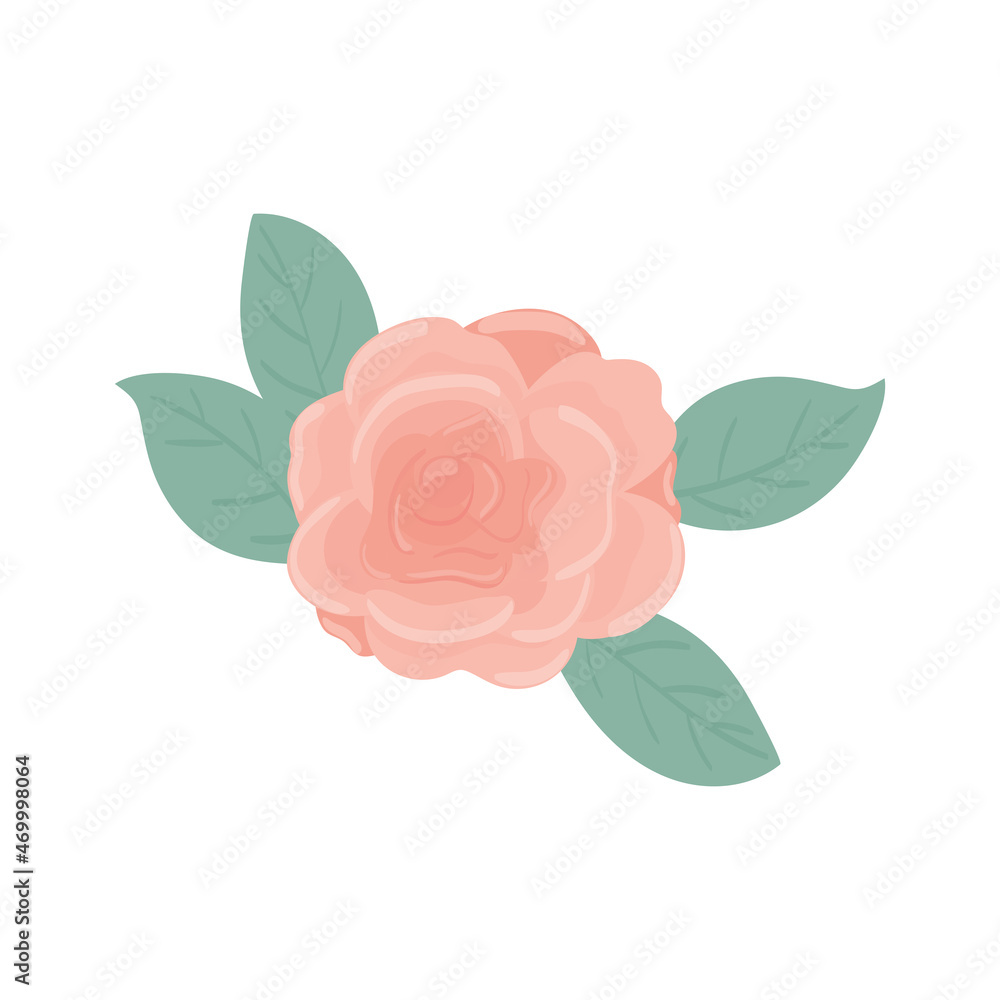 flower rose nature flower rose nature
