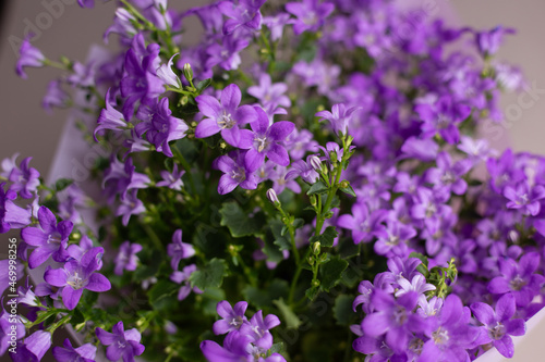 flowers in the garden