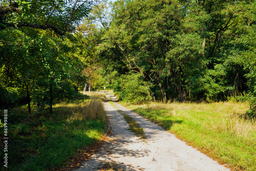 Trees and road