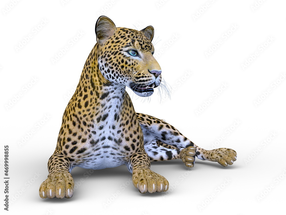 ヒョウ ヒョウ