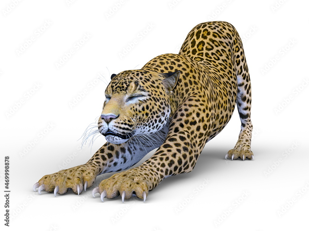 ヒョウ ヒョウ