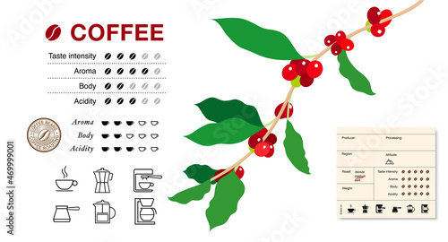 Arabica coffee branch with icon. Vector illustration on white background. Simple, laconic illustration. It will be perfect as an addition to your design. EPS10.	