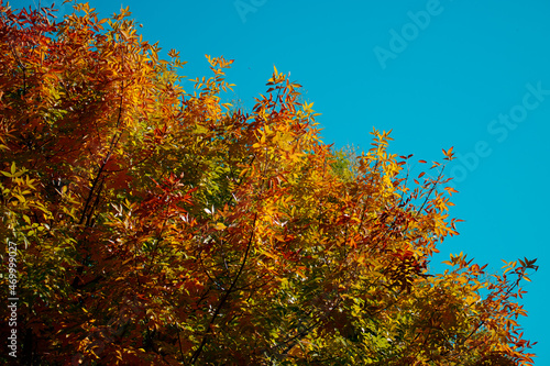 colorful autumn leaves on early fall sunny day, orange red tree crown on bright clear blue sky background