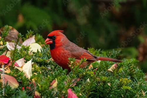 Red Cardinal Bird