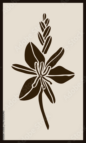 Sketch of the Asphodel plant in a simple style, sepia botanical poster in Scandinavian style, rustic simple perspective.The imprint of the medicinal flower of Asphodel