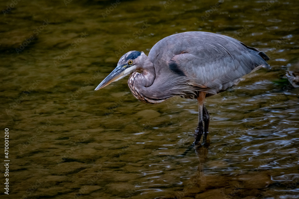 Great Blue Heron (Ardea herodias) foraging along a creek's edge in the fall morning sun.