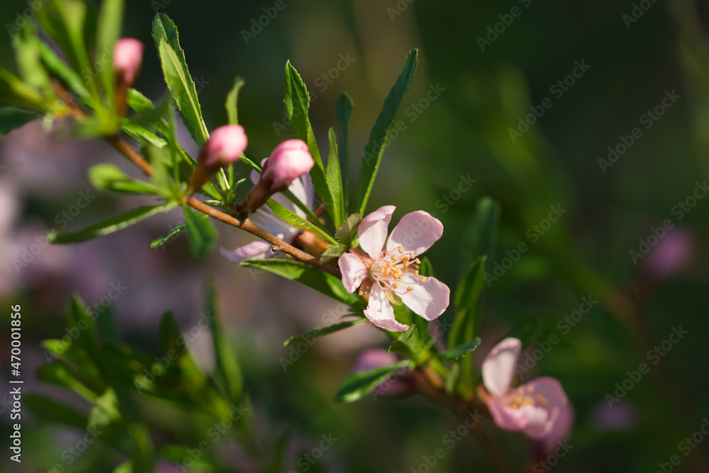 The dwarf Russian almond (lat. Prunus tenella), of the family Rosaceae. Central Russia. The dwarf Russian almond (lat. Prunus tenella), of the family Rosaceae. Central Russia.