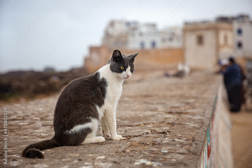 Portrait of a beautiful gray and white cat in the harbor of Essaouira. Morocco