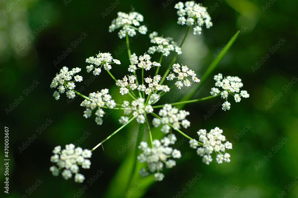 Flowers with some depth perception Flowers with some depth perception